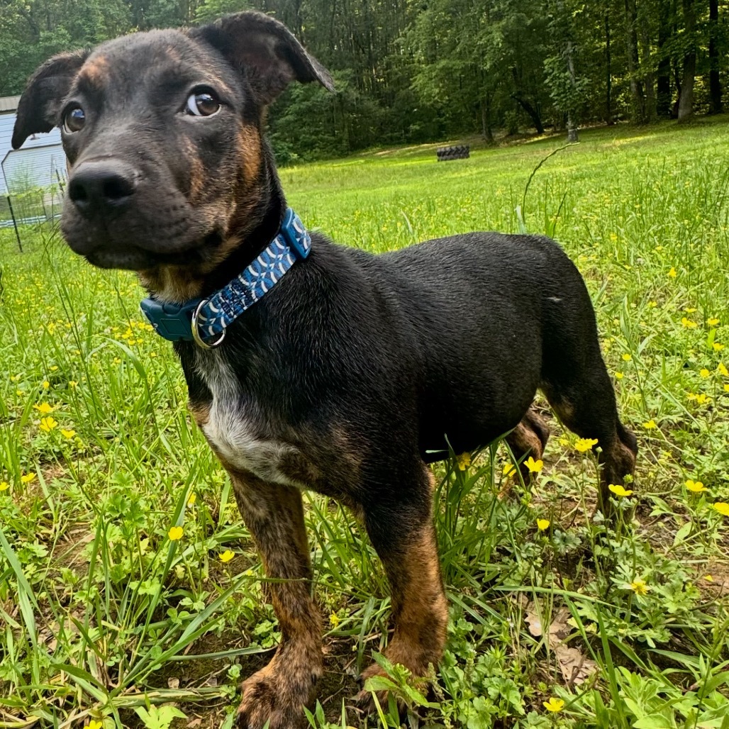 Nellie