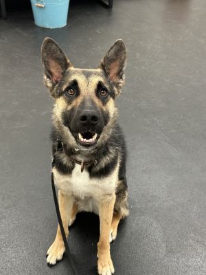 Aryah is a petite pretty shepherd who has grown up in a loving household with two young kids and th