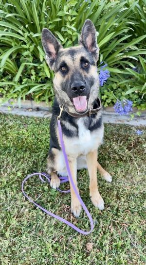Meet Aria Adventure Buddy Couch Cuddler Certified Good Girl Aria is currently being fostered by m