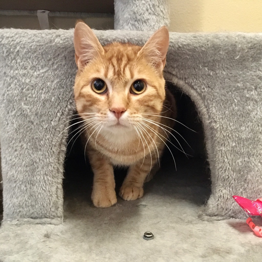 Reno, an adoptable Domestic Short Hair in Heber City, UT, 84032 | Photo Image 1