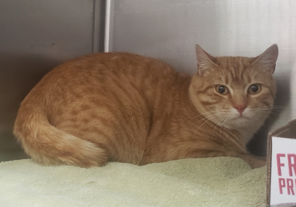 Reno, an adoptable Domestic Short Hair in Heber City, UT, 84032 | Photo Image 2