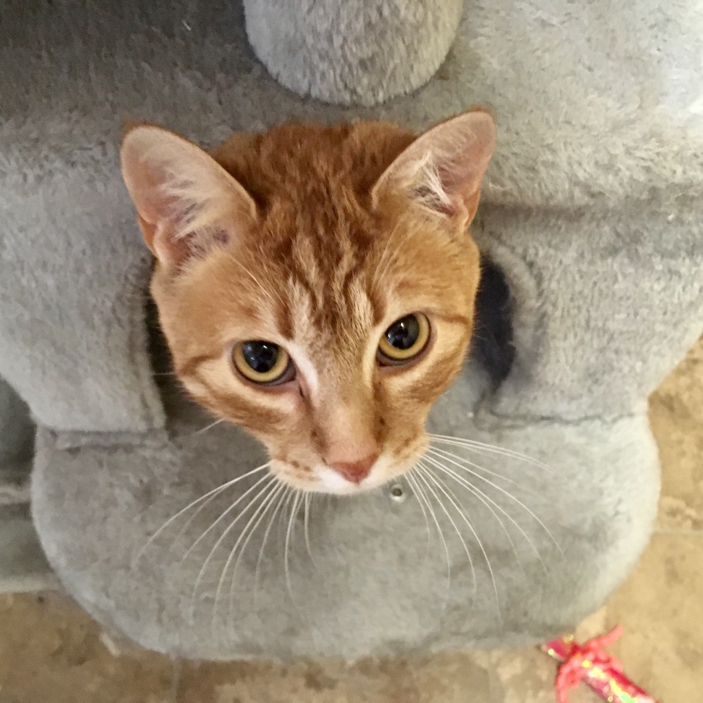 Reno, an adoptable Domestic Short Hair in Heber City, UT, 84032 | Photo Image 3