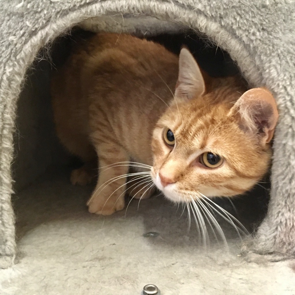 Reno, an adoptable Domestic Short Hair in Heber City, UT, 84032 | Photo Image 4