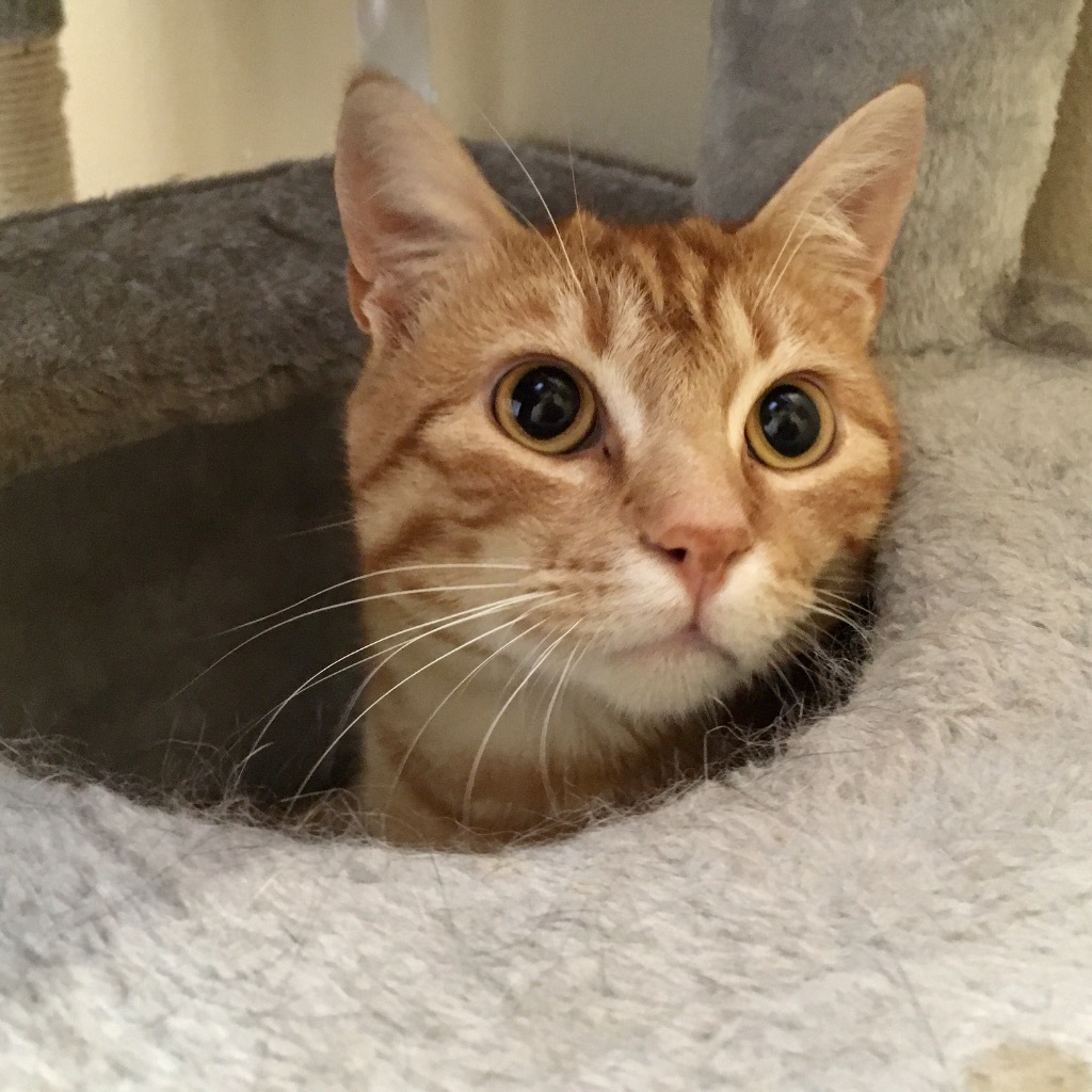 Reno, an adoptable Domestic Short Hair in Heber City, UT, 84032 | Photo Image 5