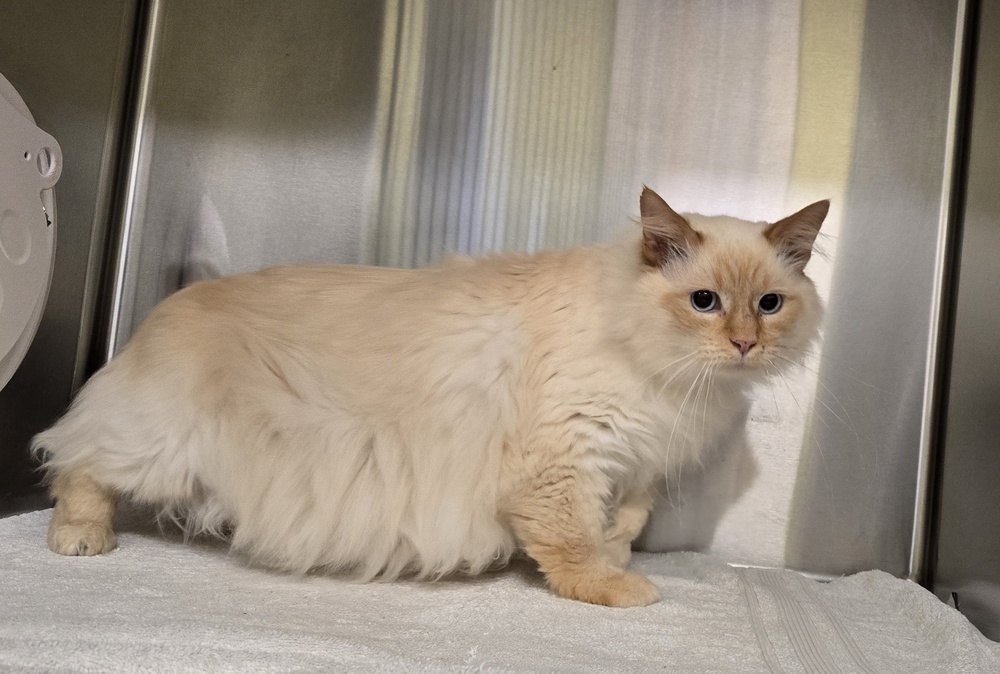 Jasper, an adoptable Himalayan in Dickson, TN, 37055 | Photo Image 1