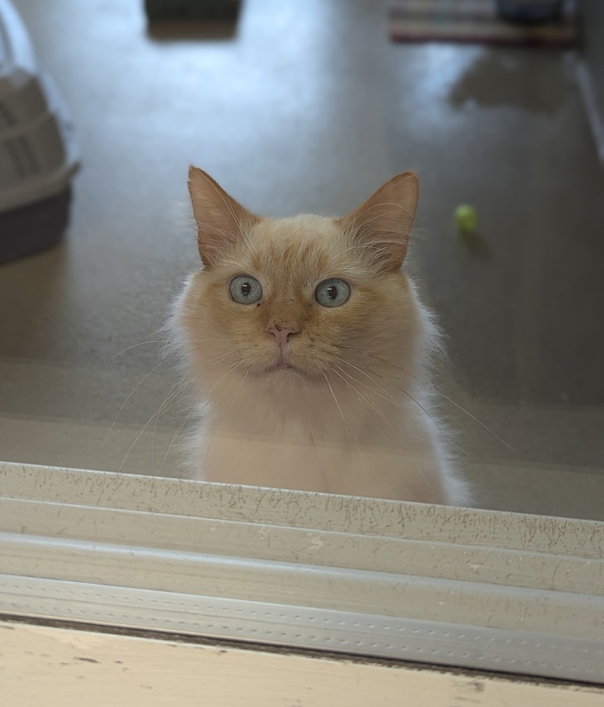 Jasper, an adoptable Himalayan in Dickson, TN, 37055 | Photo Image 2