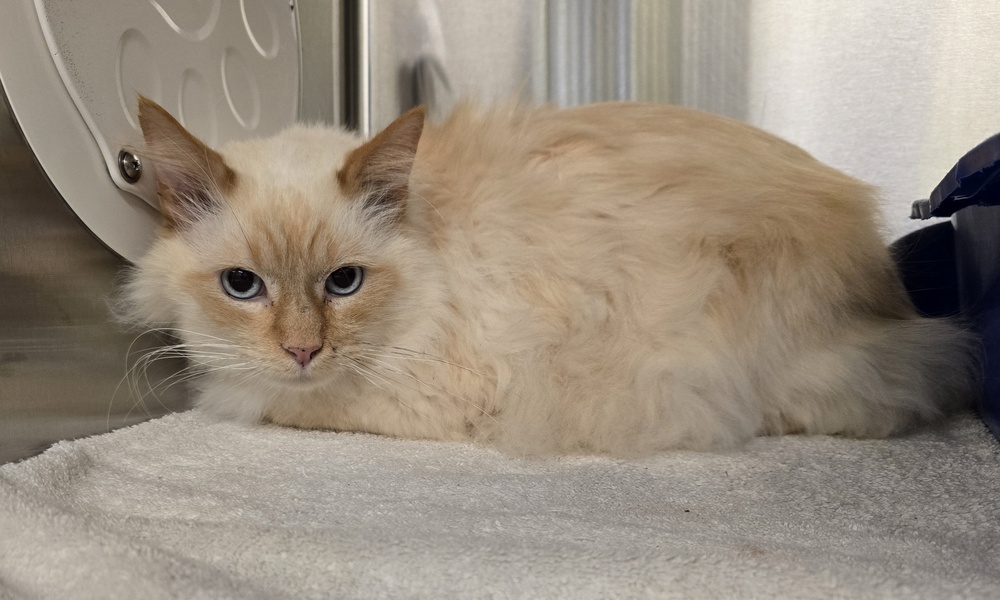 Jasper, an adoptable Himalayan in Dickson, TN, 37055 | Photo Image 3