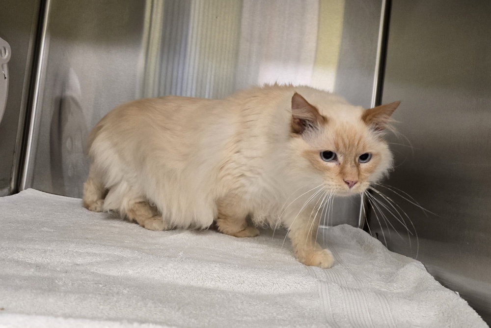 Jasper, an adoptable Himalayan in Dickson, TN, 37055 | Photo Image 4