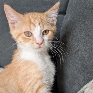Woolly Mouse, Baby Male Domestic Short Hair