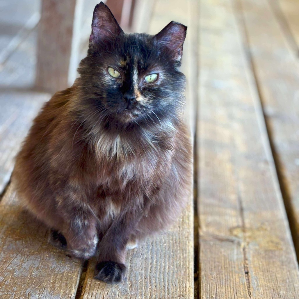 Ragamuffin, an adoptable Domestic Medium Hair in Nampa, ID, 83686 | Photo Image 1