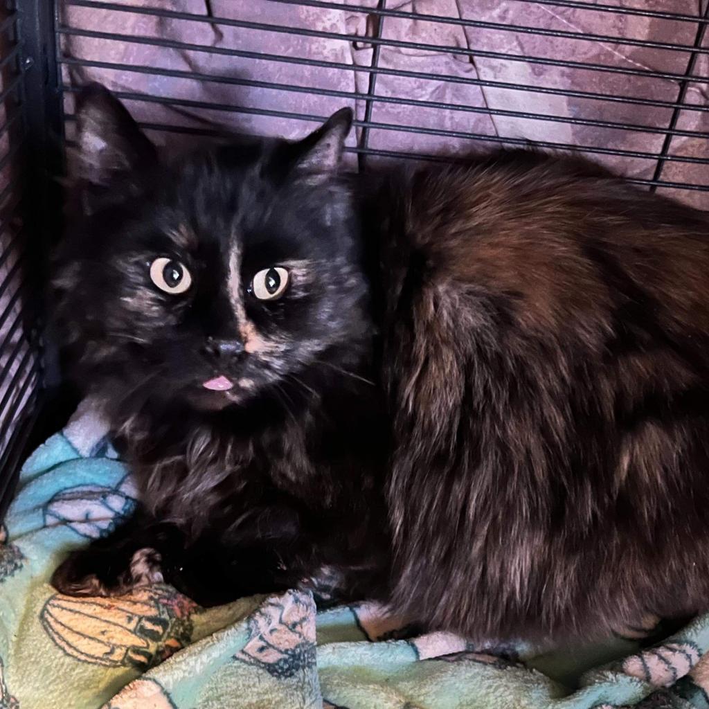 Ragamuffin, an adoptable Domestic Medium Hair in Nampa, ID, 83686 | Photo Image 2