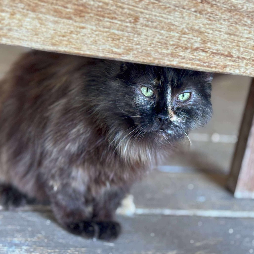 Ragamuffin, an adoptable Domestic Medium Hair in Nampa, ID, 83686 | Photo Image 3