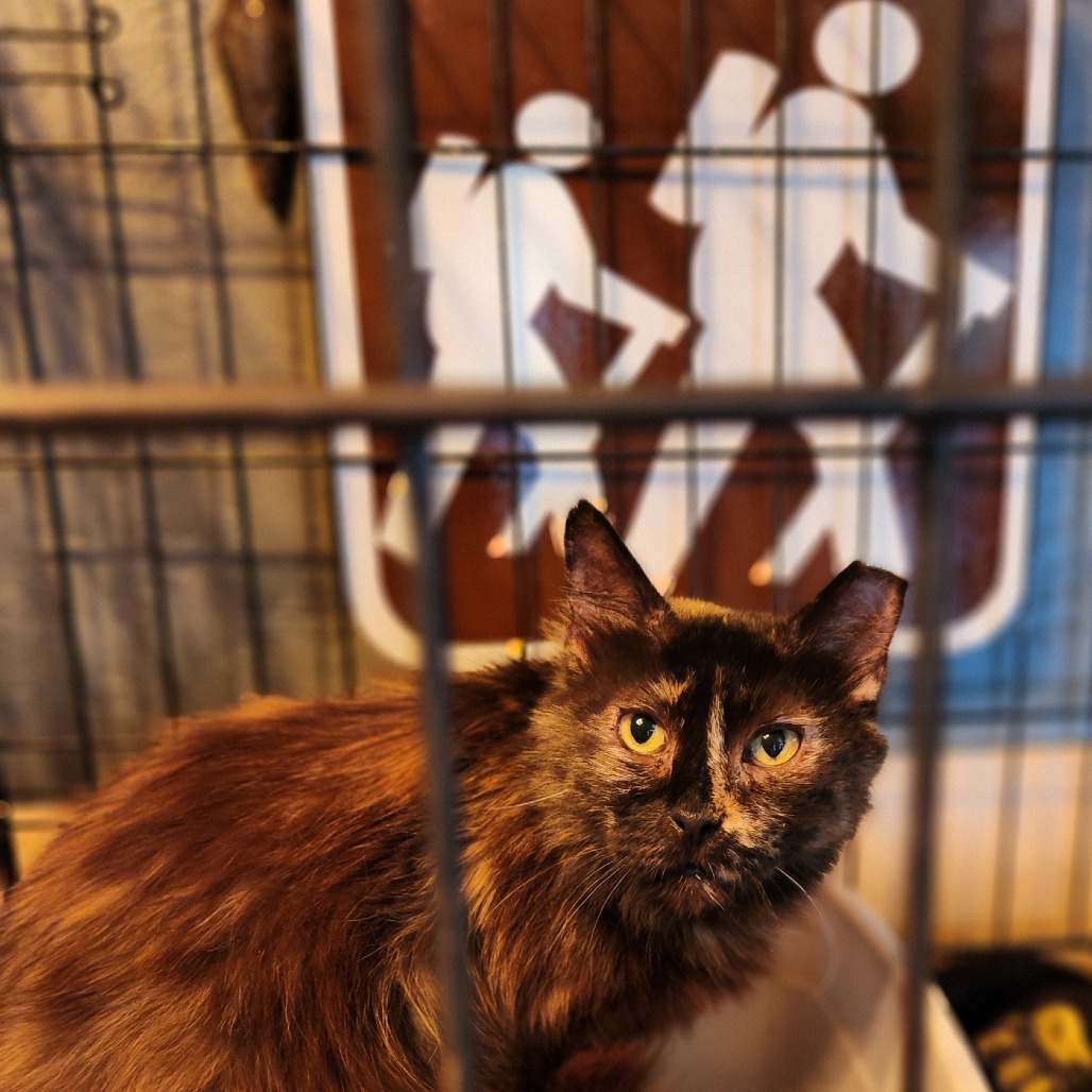 Ragamuffin, an adoptable Domestic Medium Hair in Nampa, ID, 83686 | Photo Image 4