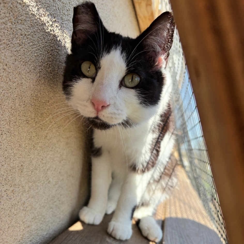 Joker, an adoptable Domestic Short Hair in Nampa, ID, 83686 | Photo Image 1
