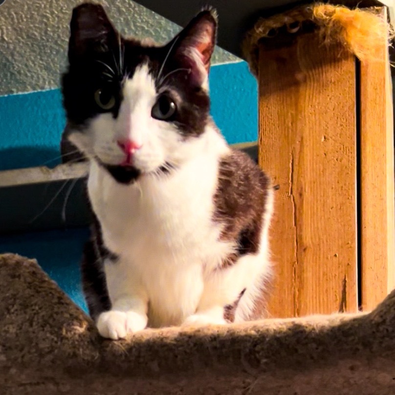 Joker, an adoptable Domestic Short Hair in Nampa, ID, 83686 | Photo Image 2