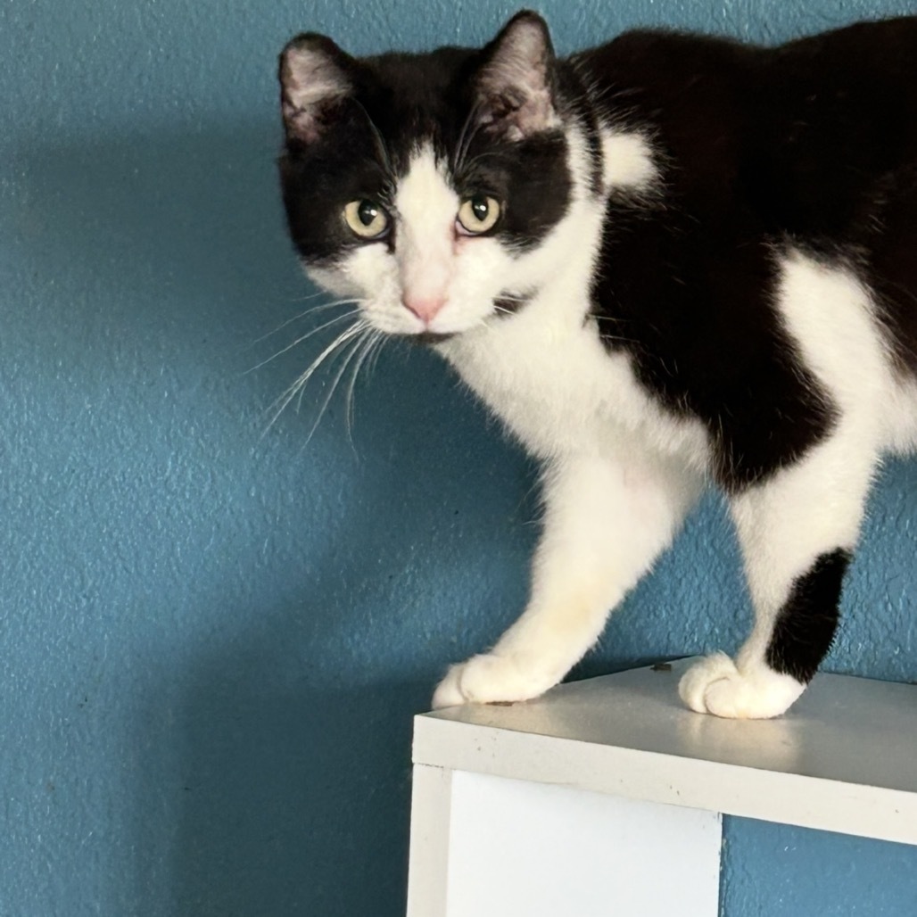 Joker, an adoptable Domestic Short Hair in Nampa, ID, 83686 | Photo Image 3