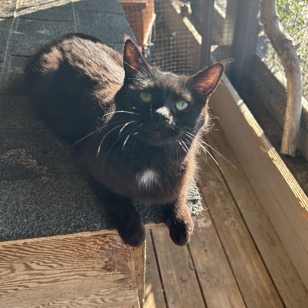 Porsche, an adoptable Domestic Short Hair in Nampa, ID, 83686 | Photo Image 1