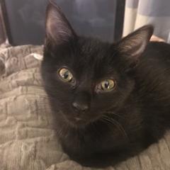 Porsche, an adoptable Domestic Short Hair in Nampa, ID, 83686 | Photo Image 2