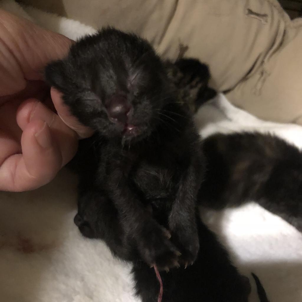 Porsche, an adoptable Domestic Short Hair in Nampa, ID, 83686 | Photo Image 2