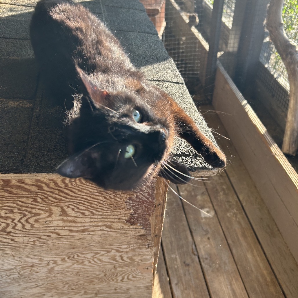 Porsche, an adoptable Domestic Short Hair in Nampa, ID, 83686 | Photo Image 4