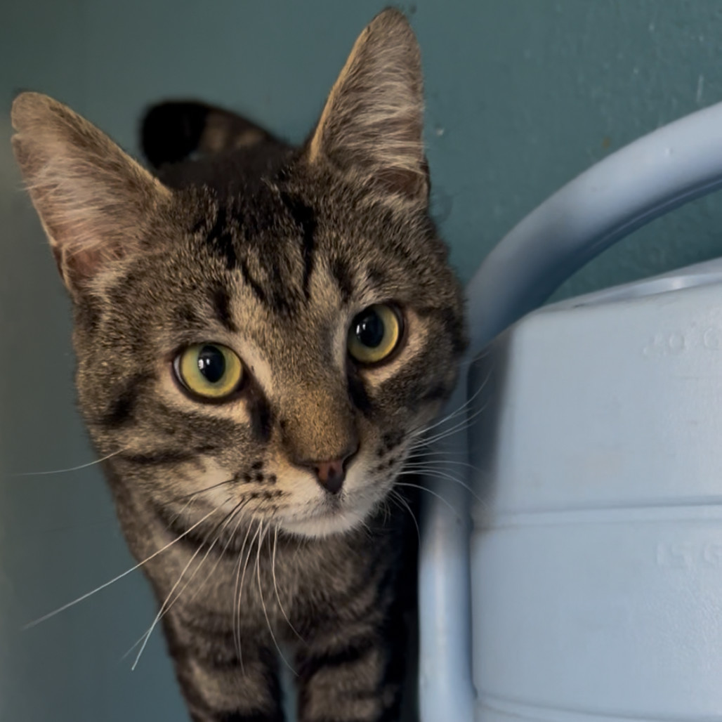 Kent, an adoptable Domestic Short Hair in Nampa, ID, 83686 | Photo Image 1