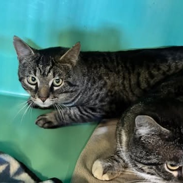 Kent, an adoptable Domestic Short Hair in Nampa, ID, 83686 | Photo Image 2