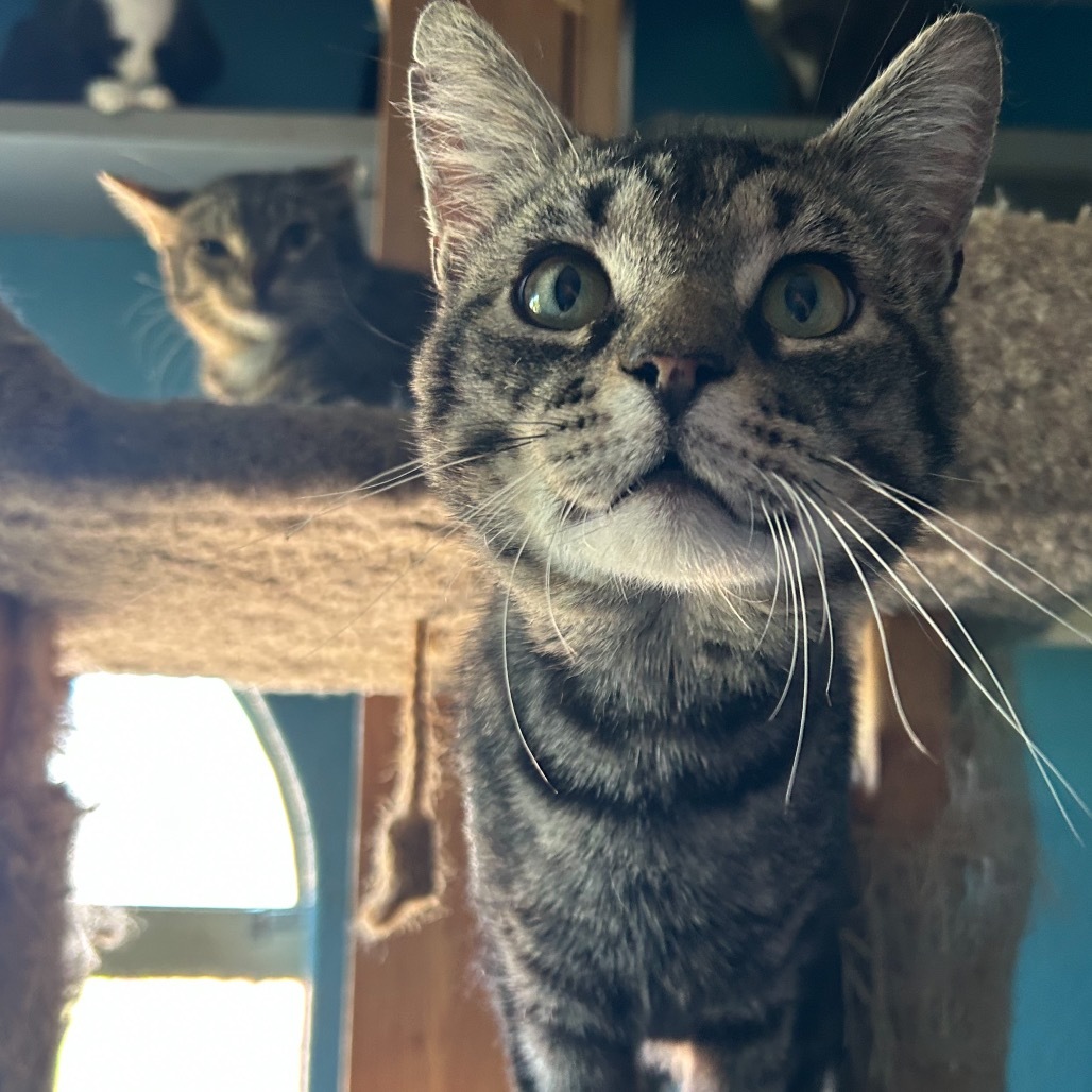 Kent, an adoptable Domestic Short Hair in Nampa, ID, 83686 | Photo Image 3