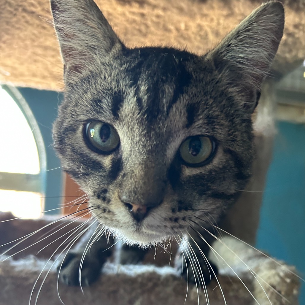 Kent, an adoptable Domestic Short Hair in Nampa, ID, 83686 | Photo Image 4