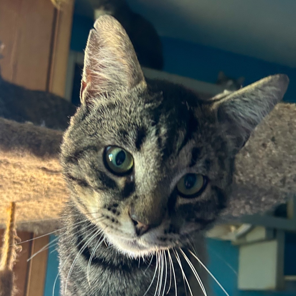 Kent, an adoptable Domestic Short Hair in Nampa, ID, 83686 | Photo Image 5