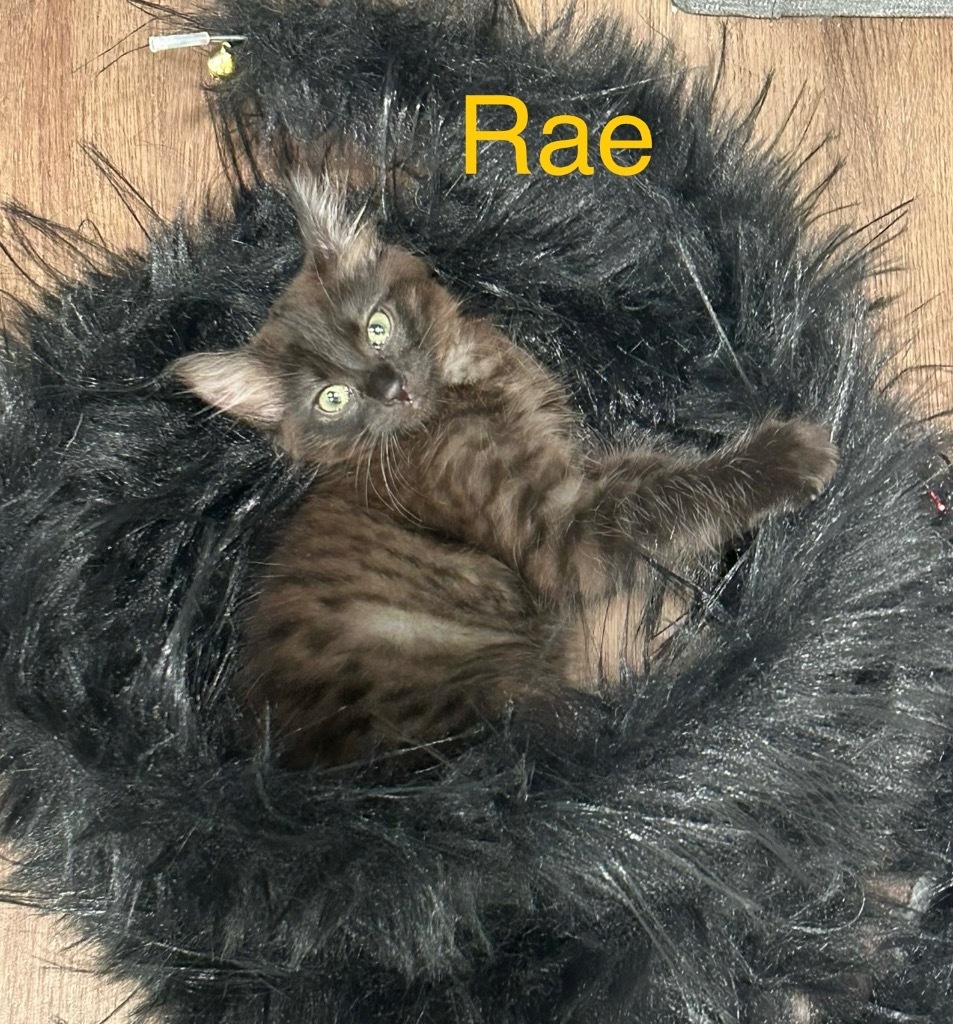 Rae