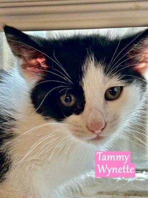 Tammy Wynette, Baby Female Domestic Short Hair