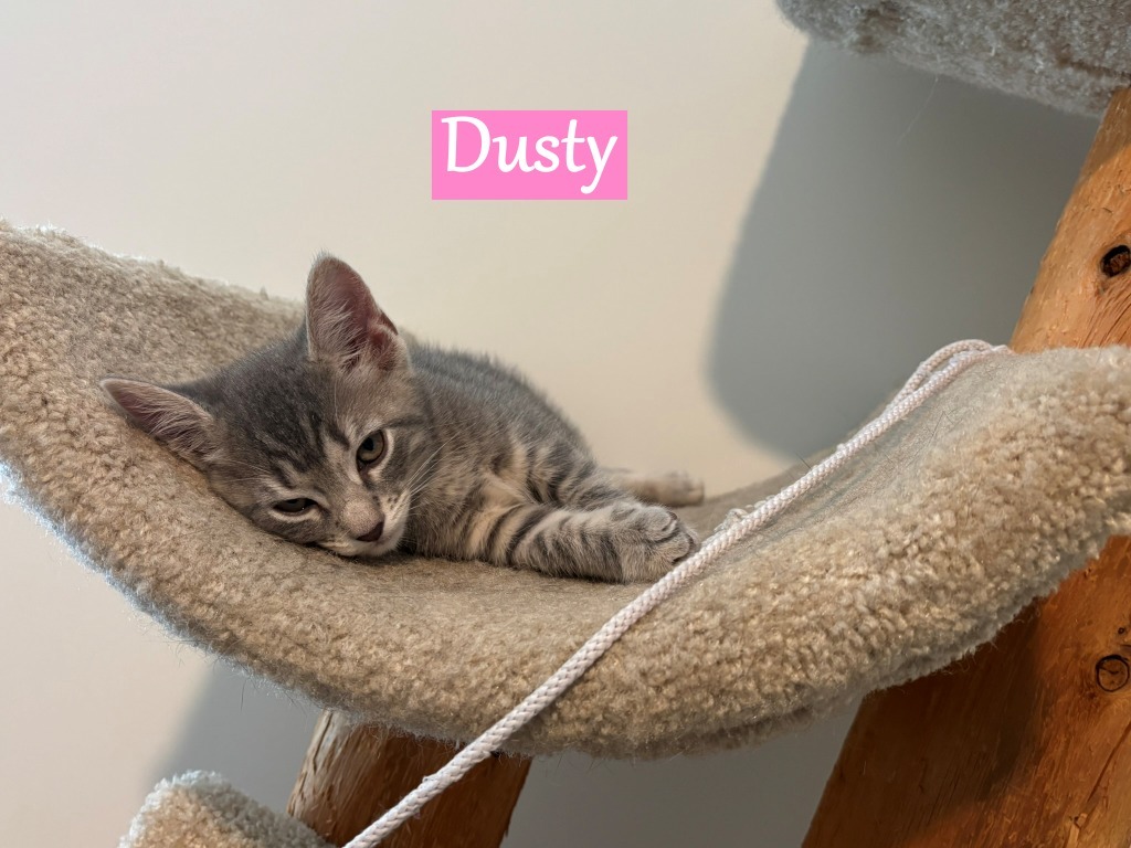 Dusty