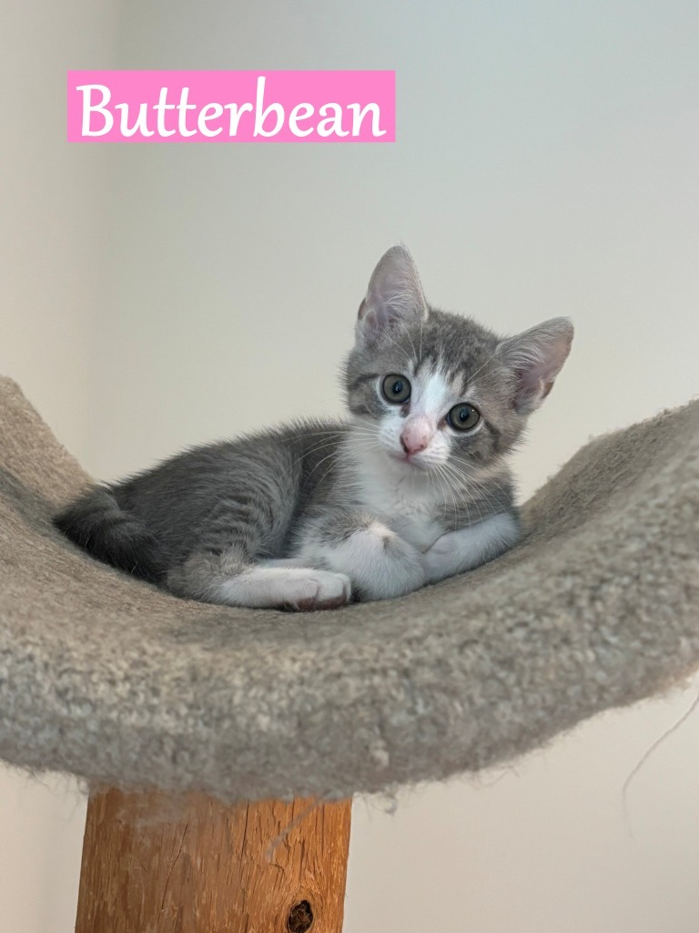 Butterbean 2