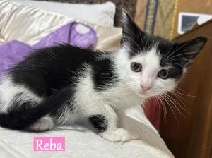 Reba McEntire, Baby Female Domestic Short Hair