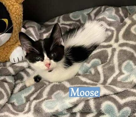 Moose