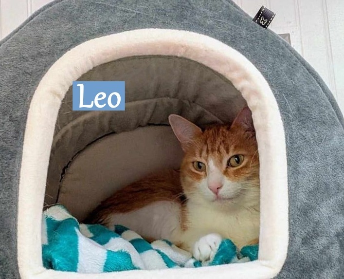 Leo 6