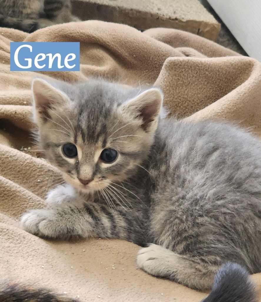 Gene