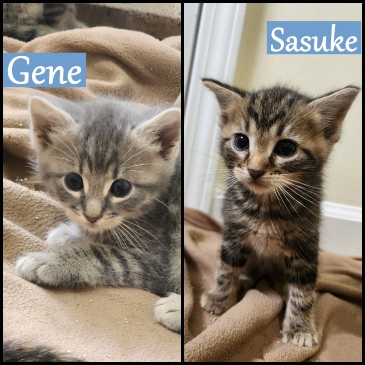 Gene