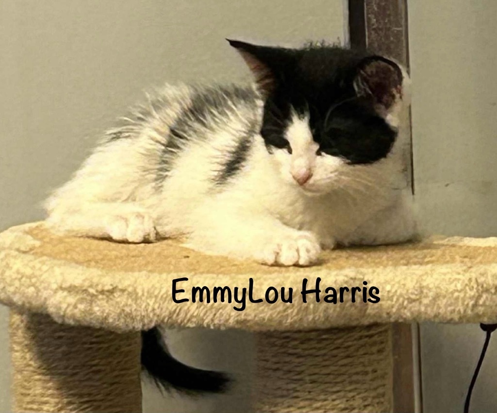 EmmyLou Harris