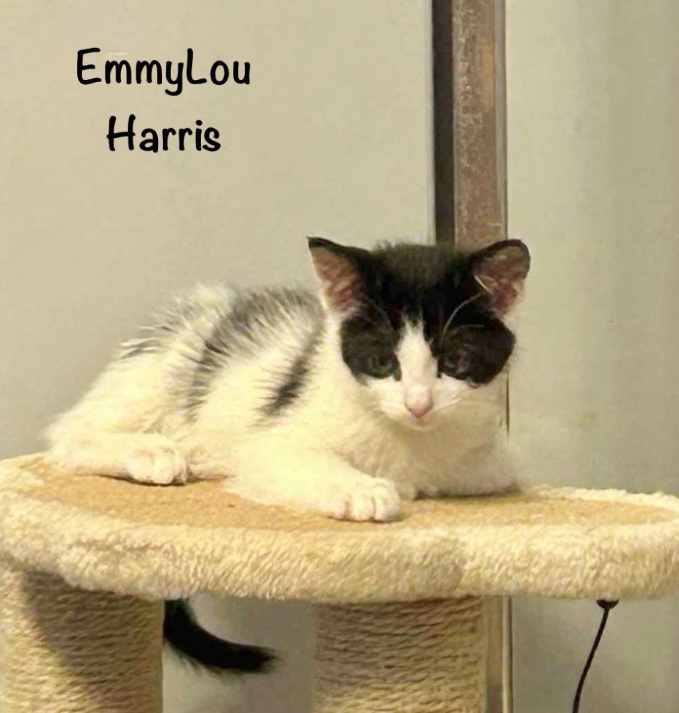 EmmyLou Harris