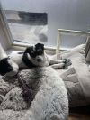 Pappa photo 3