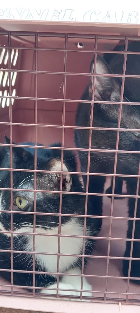 Salem