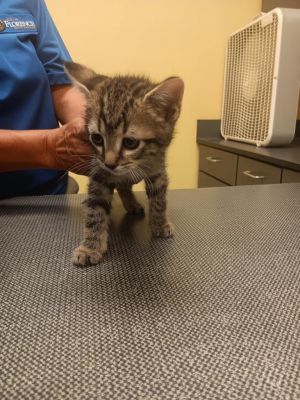 Tails (Elmo), Baby Male Domestic Short Hair