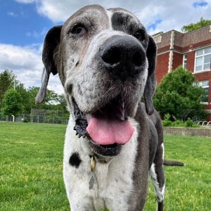 Millie, Senior Female Great Dane