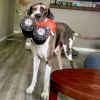 Millie photo 2