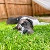 Millie photo 3