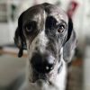 Millie photo 4