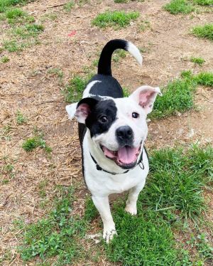 Buster, Adult Male Mixed Breed
