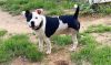 Buster photo 4