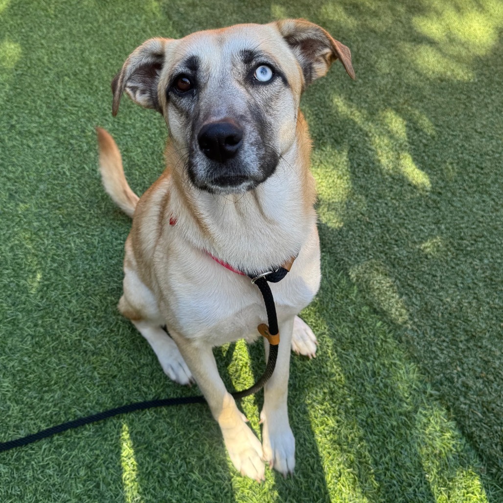 Angel A2163122
